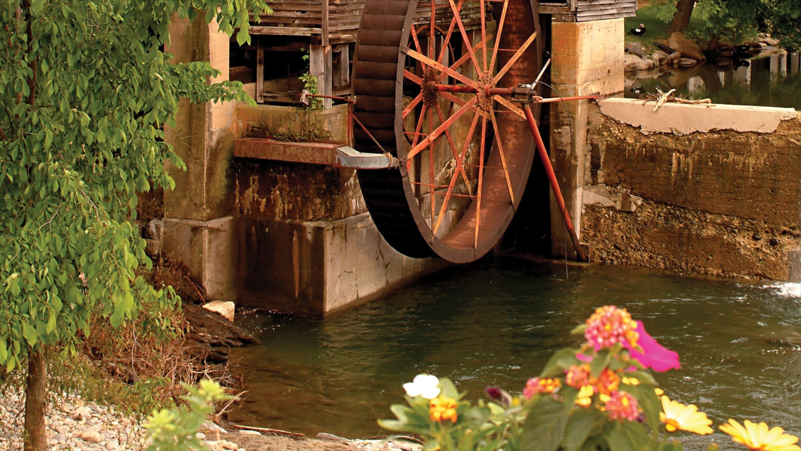 Gatlinburg - Pigeon Forge featuring flowers