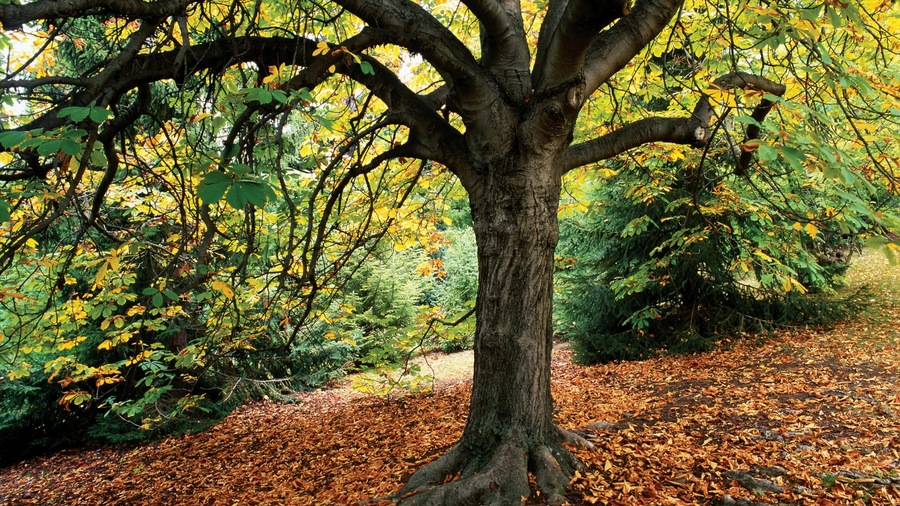 Royal Tasmanian Botanical Gardens featuring a park and autumn leaves