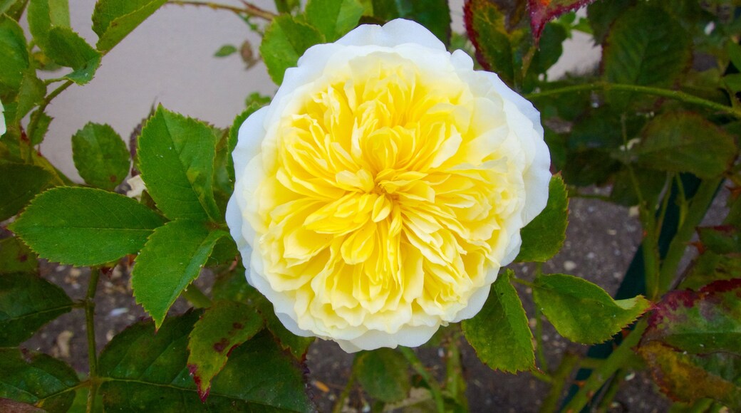 Jardins de Queenstown montrant fleurs