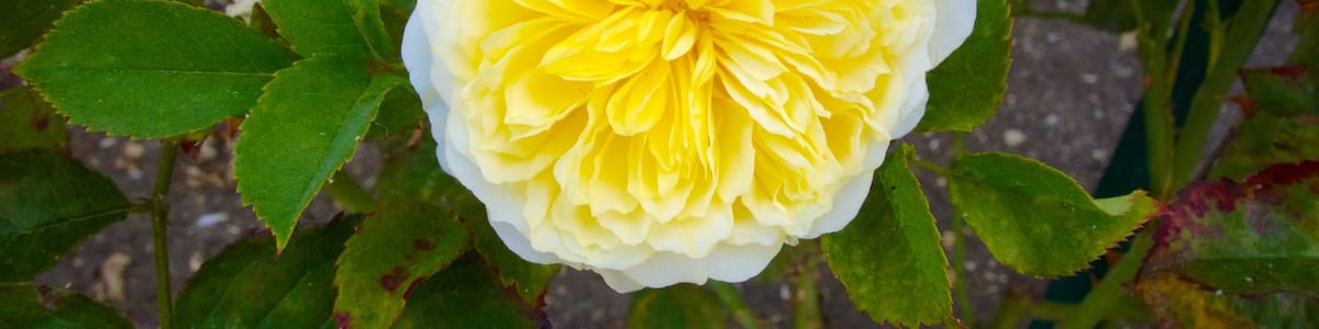 Queenstown Gardens welches beinhaltet Blumen