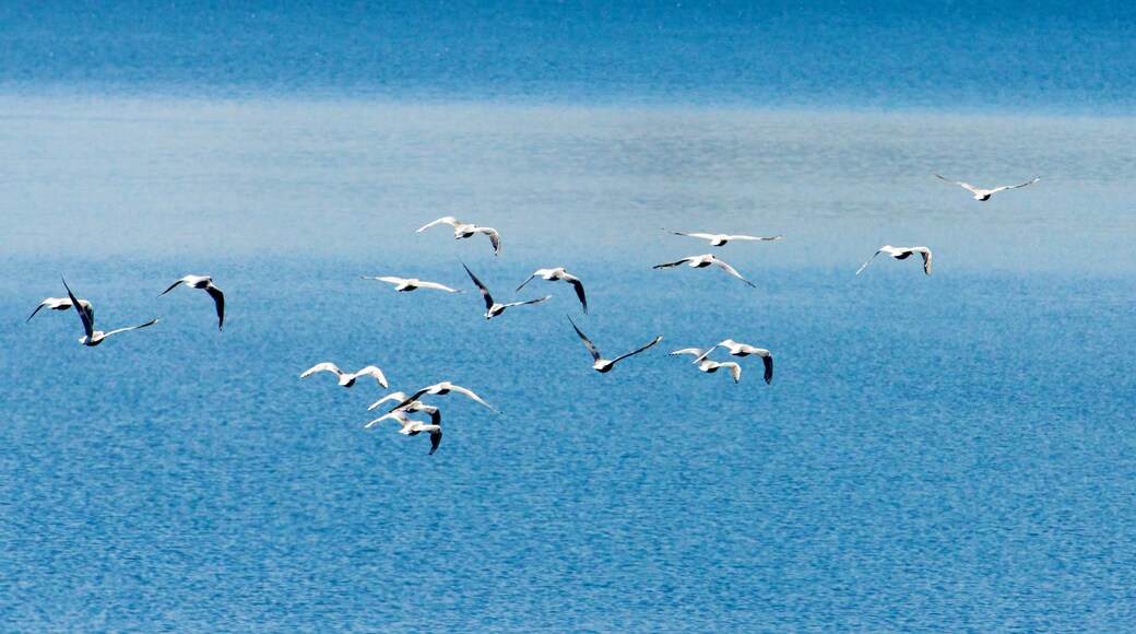 TSS Earnslaw Steamship featuring bird life