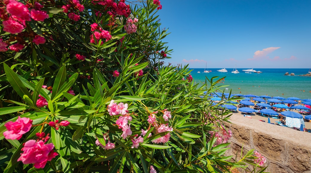 Bay of San Montano showing a sandy beach, wildflowers and general coastal views