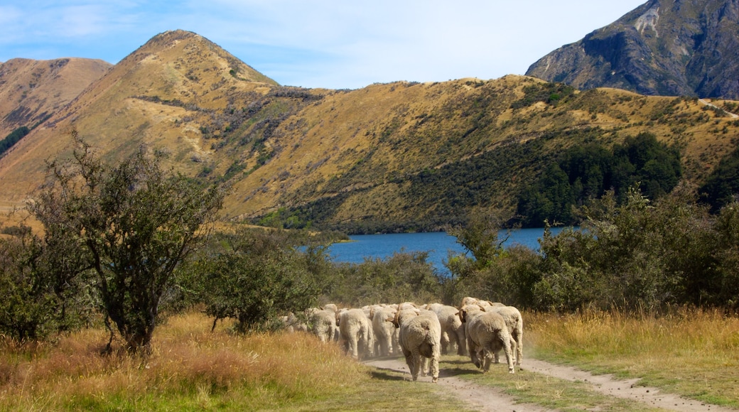 Queenstown which includes landscape views and a lake or waterhole