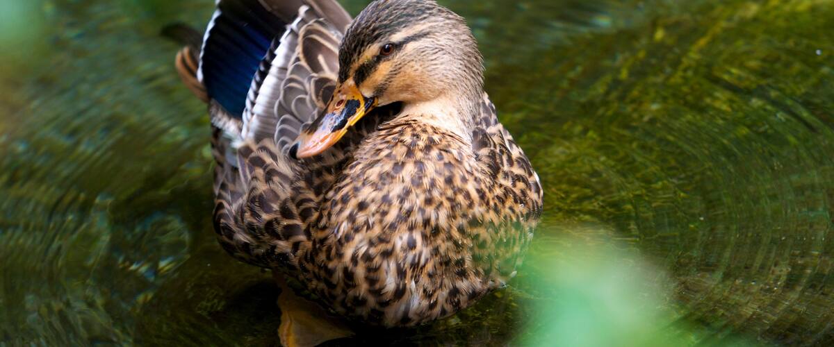 South Island showing bird life