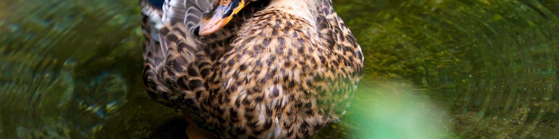 SĂŒdinsel welches beinhaltet Vögel