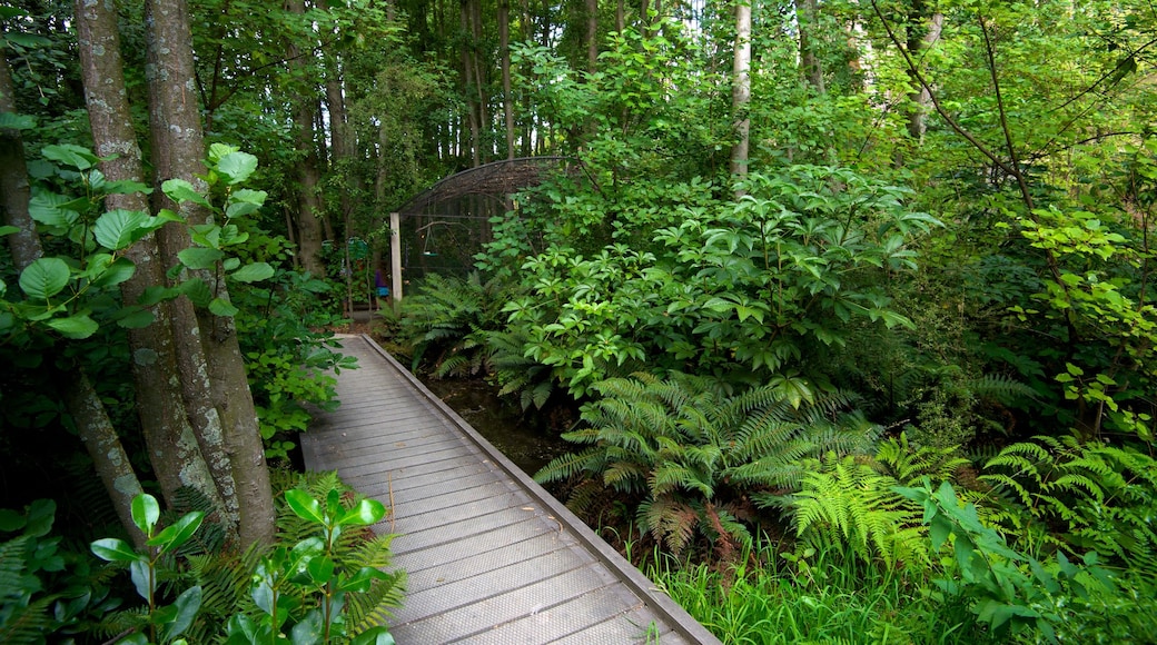 Kivi- og fuglelivpark fasiliteter samt skoglandskap, park og bro