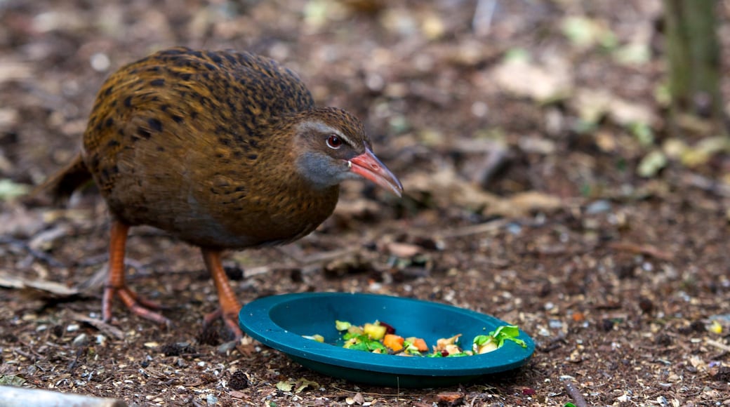Kiwi and Birdlife Park showing zoo animals and bird life