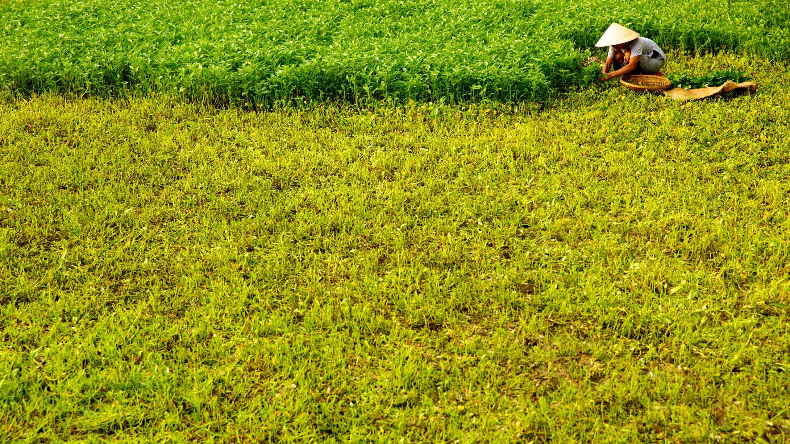 Hoi An featuring farmland and landscape views as well as an individual femail