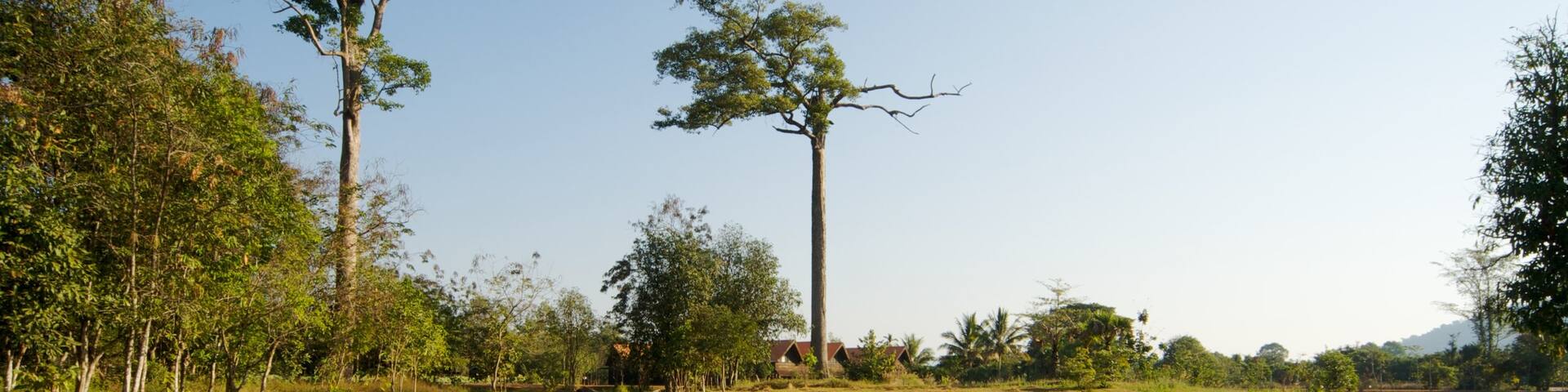 Siem Reap showing a park, tranquil scenes and wetlands