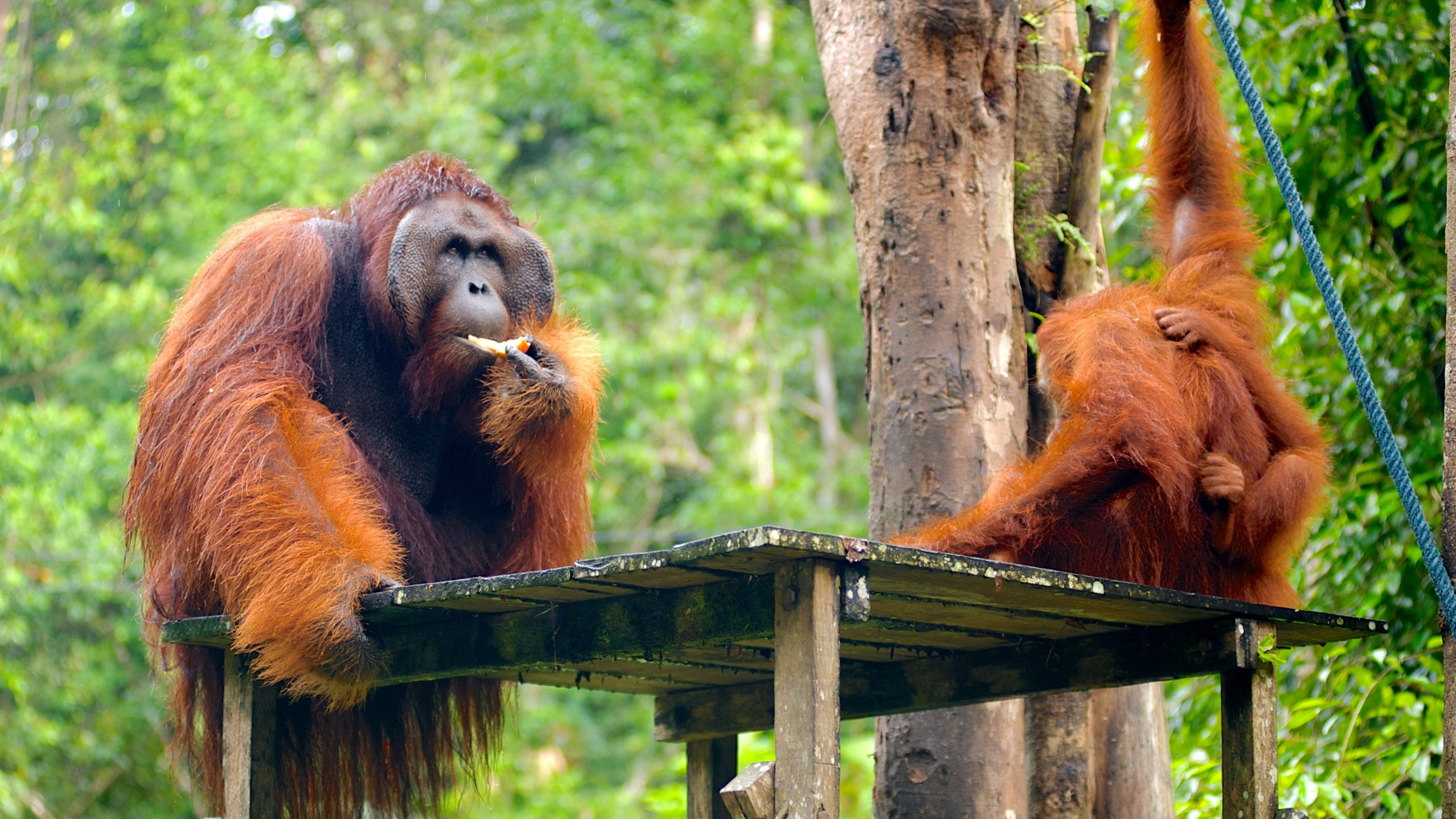 Orangutans Kuching