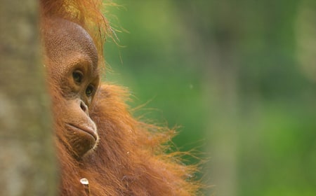 Semenggoh Wildlife Centre