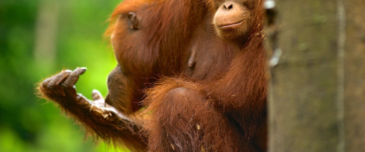 Semenggoh Wildlife Centre