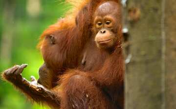 Top Hotels In Padawan From 9 Expedia