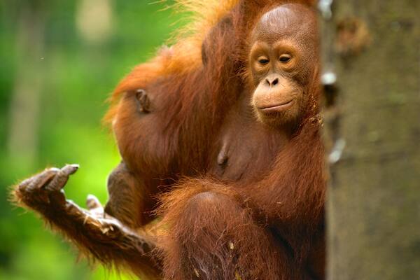 Semenggoh Wildlife Centre featuring zoo animals
