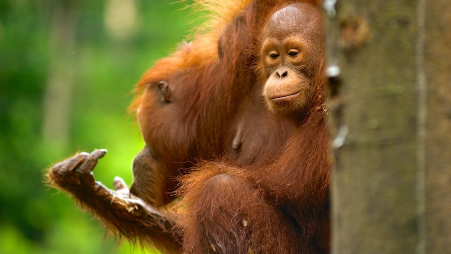 Semenggoh Wildlife Centre which includes zoo animals