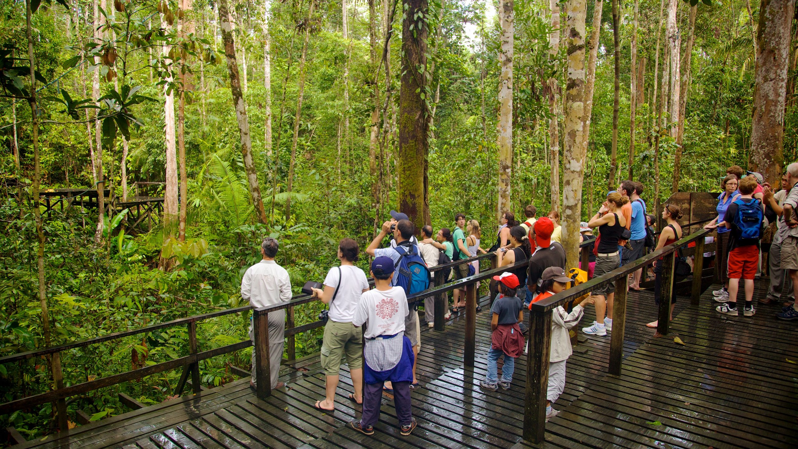 Orangutans Kuching