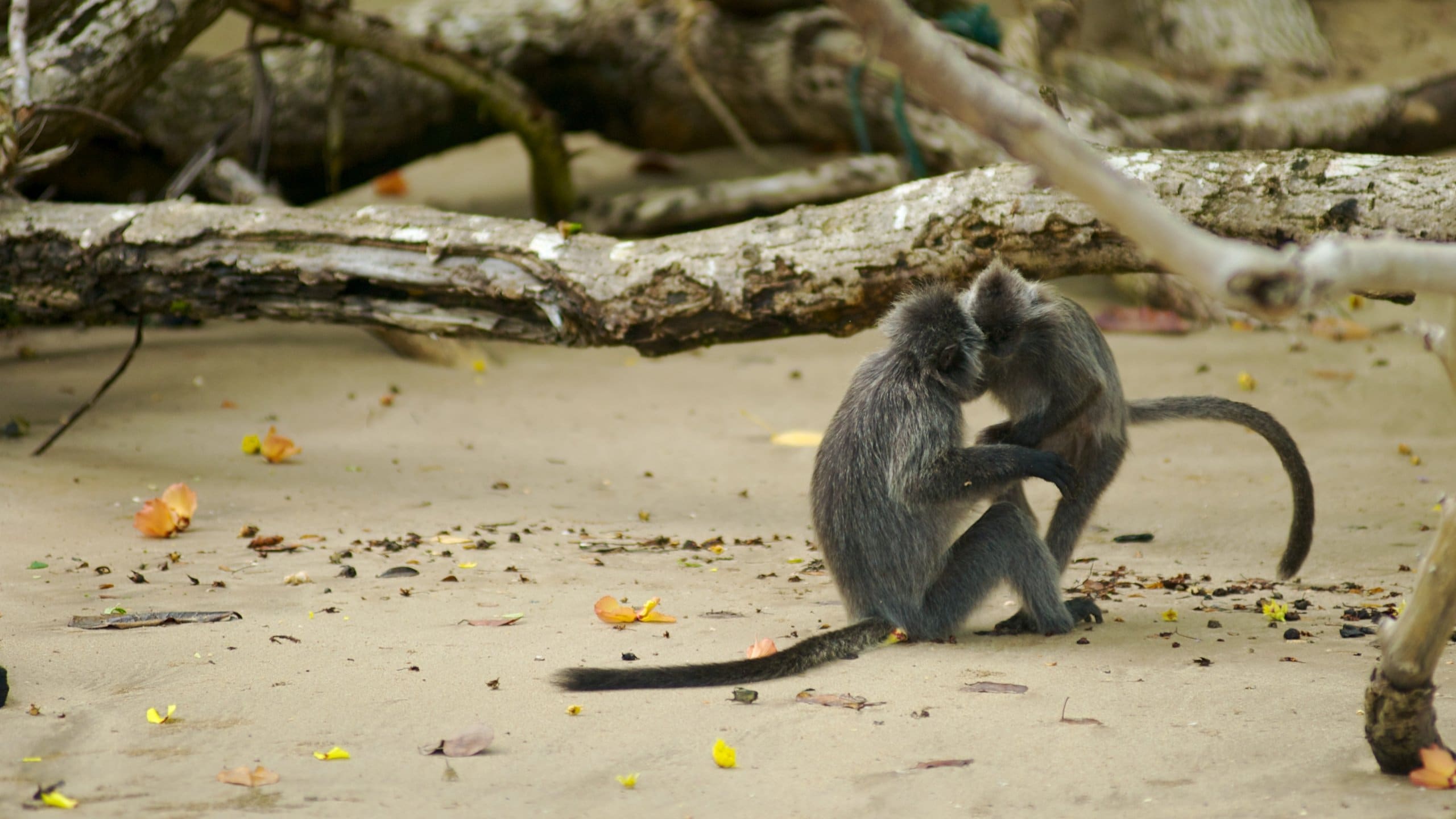 Parc national de Bako montrant parc, animaux de zoo et animaux