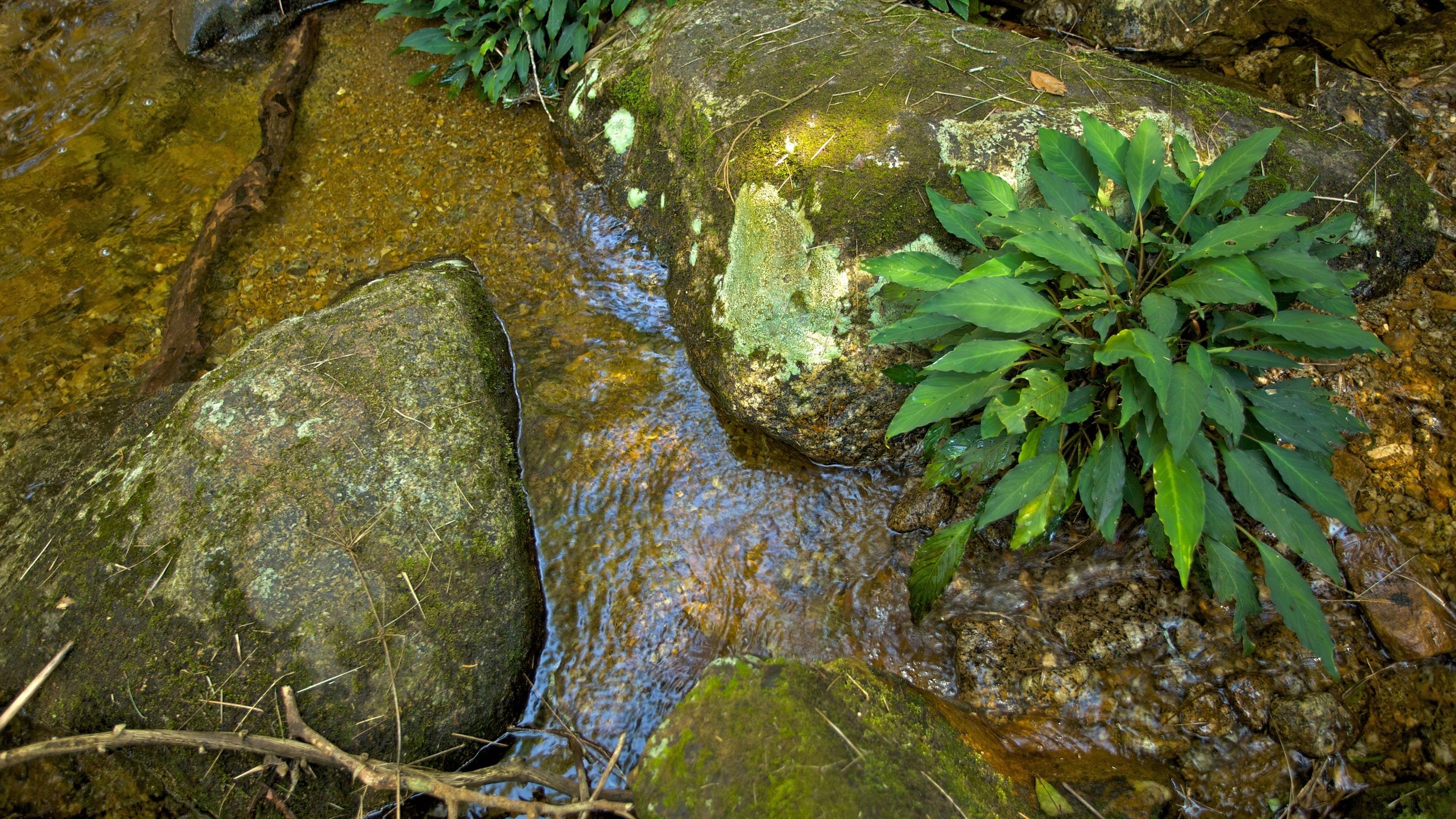 Kinabalu National Park showing a river or creek