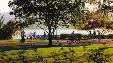 Lake Zurich showing cycling, a garden and a lake or waterhole