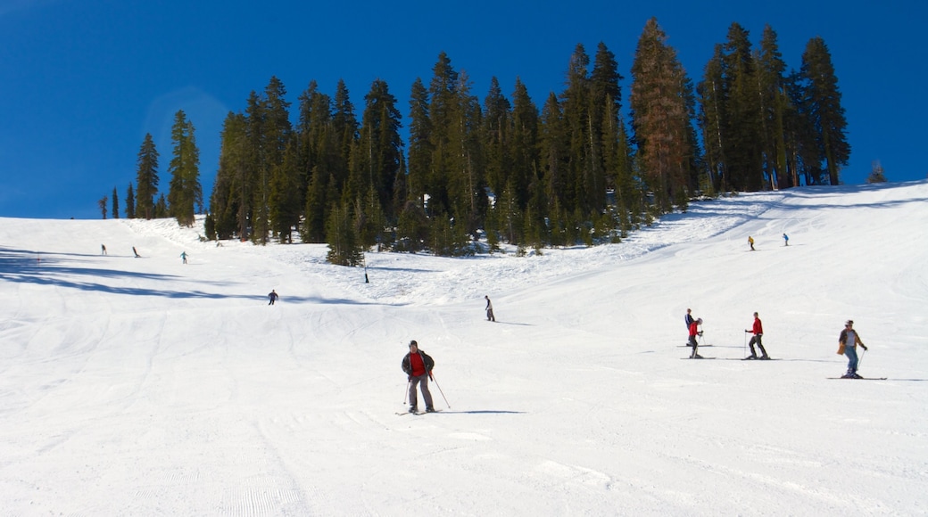 Sugar Bowl mostrando nieve, esquiar en la nieve y montañas