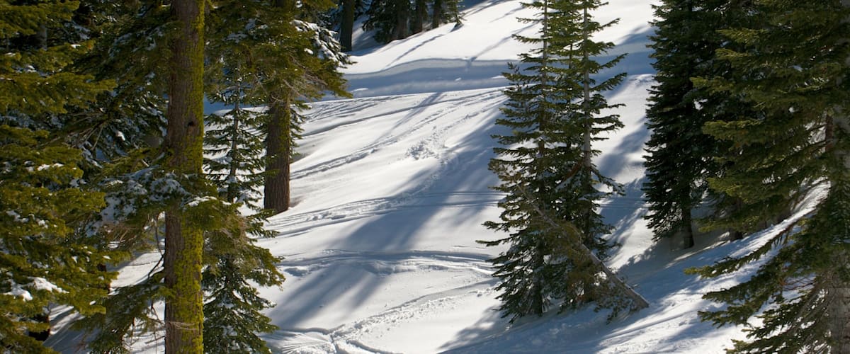 Homewood Mountain Resort showing snow and forest scenes