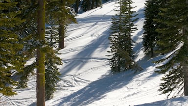 Homewood Mountain Resort featuring forests and snow