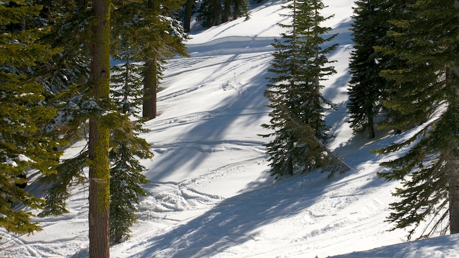 Homewood Mountain Resort showing snow and forest scenes