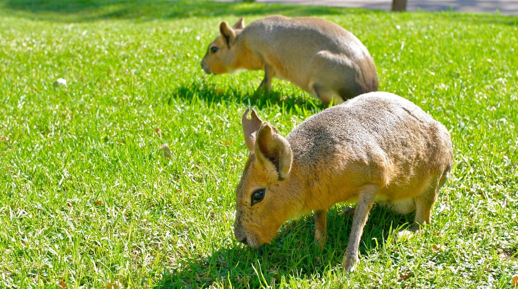 Buenos Aires Zoo featuring zoo animals and cuddly or friendly animals