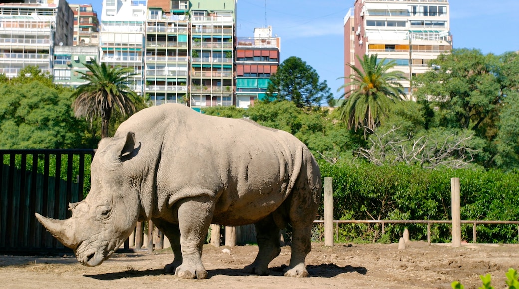 Buenos Aires Zoo showing a city, zoo animals and land animals