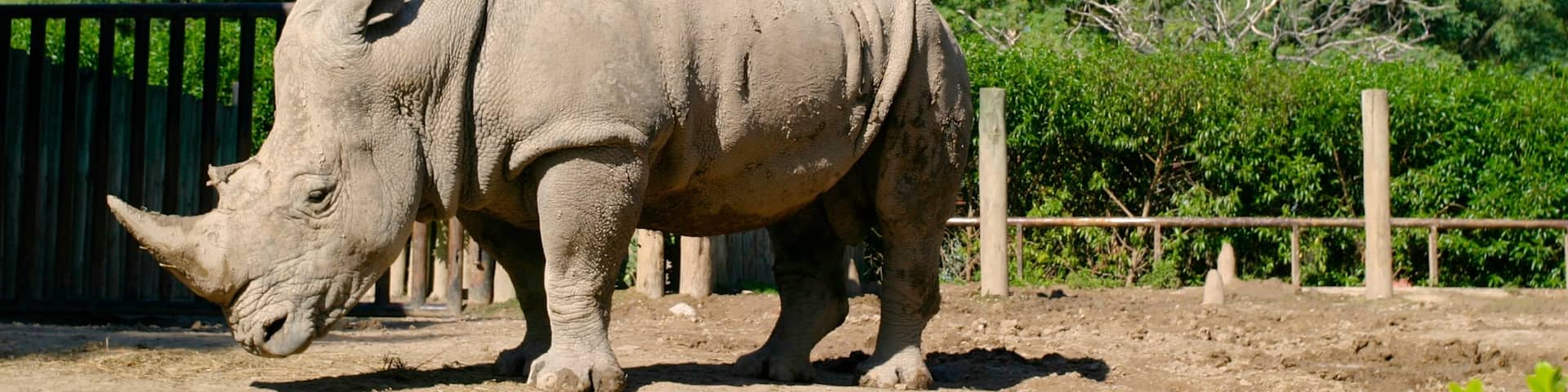 Buenos Aires Zoo showing land animals, zoo animals and a city