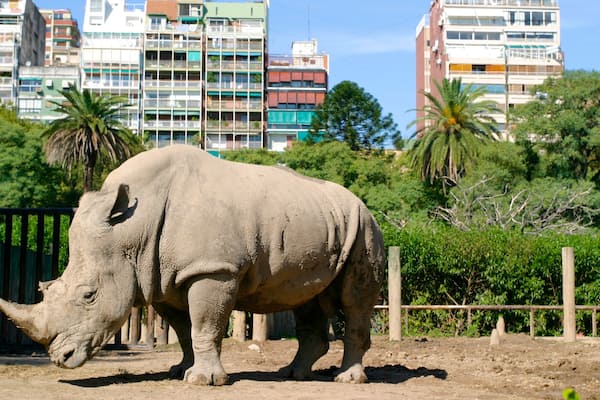 Buenos Aires Zoo mit einem Landtiere, Zootiere und Stadt