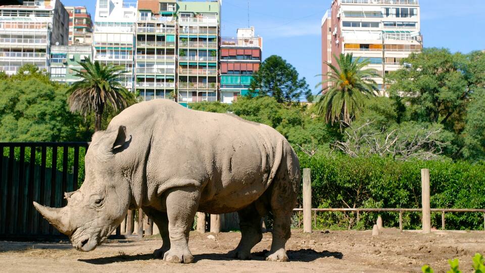 Zoo de Buenos Aires que inclui animais de zoológico, uma cidade e animais terrestres