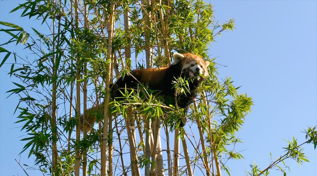 Zoo de Buenos Aires caracterizando animais de zoológico