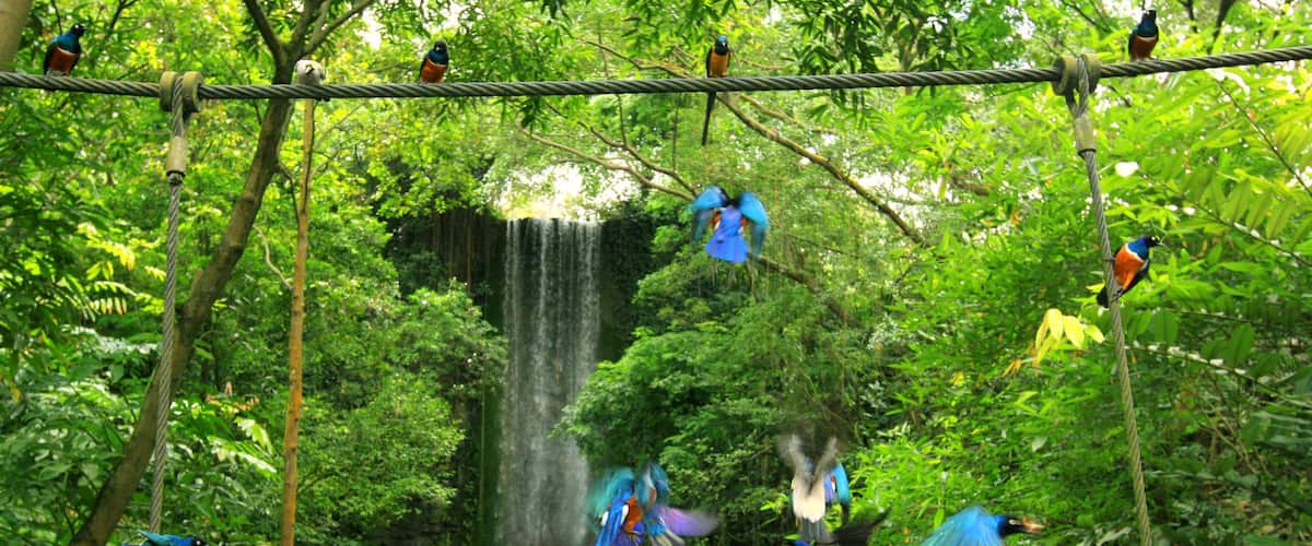 Jurong Bird Park which includes bird life, a waterfall and a garden