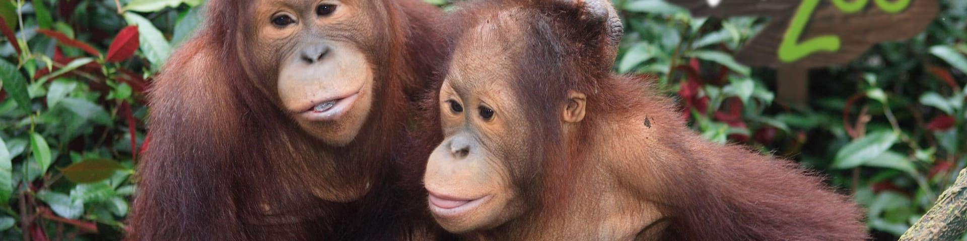 Singapore Zoo featuring zoo animals and animals