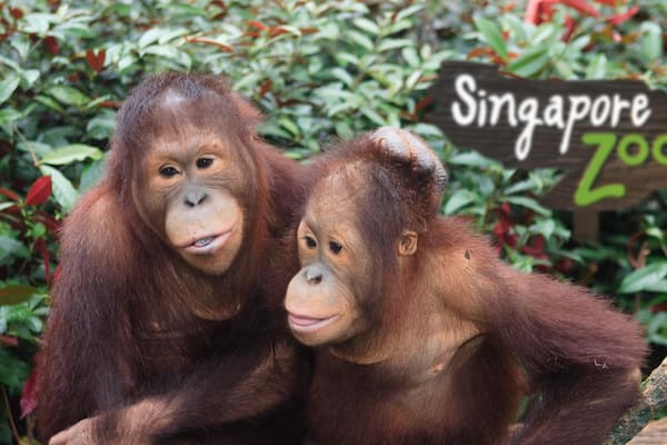 Singapore Zoo showing animals and zoo animals