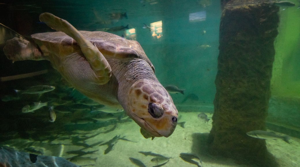 Marineland d'Antibes