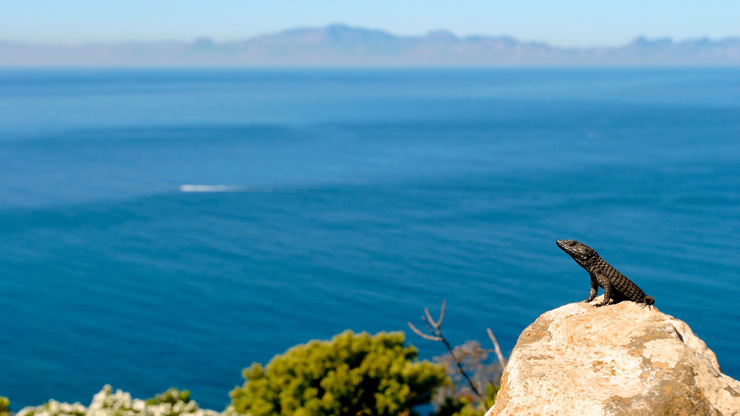 Cape of Good Hope in Cape Peninsula Tours and Activities Expedia.ca