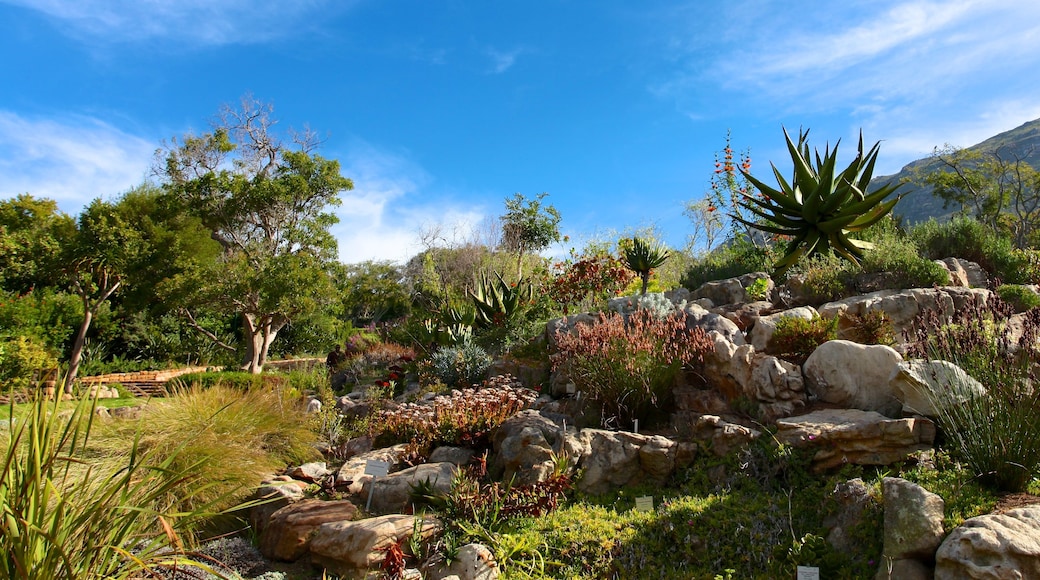 Kirstenbosch National Botanical Gardens which includes a park and landscape views