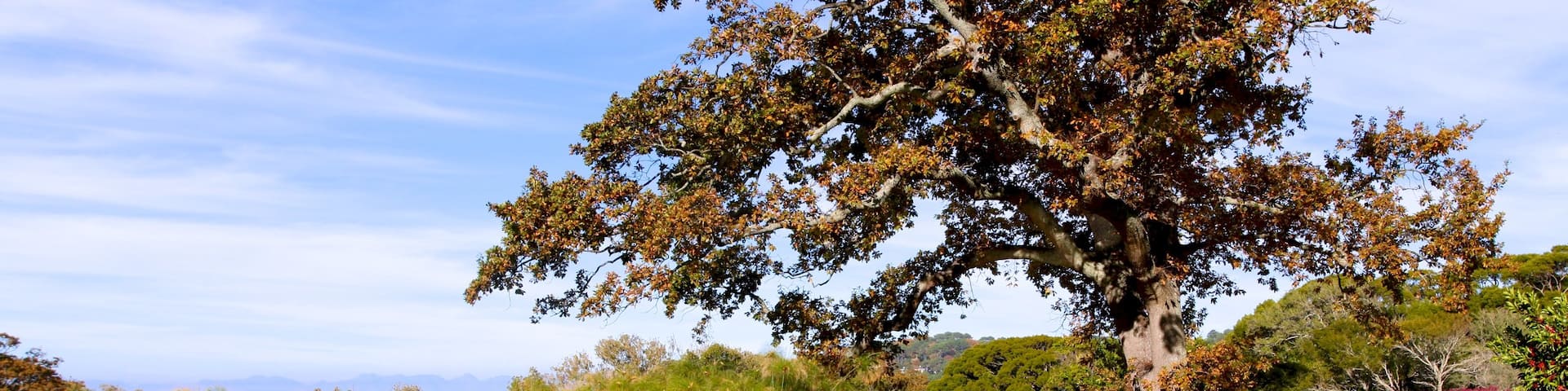 Kirstenbosch National Botanical Garden which includes landscape views, a garden and a pond