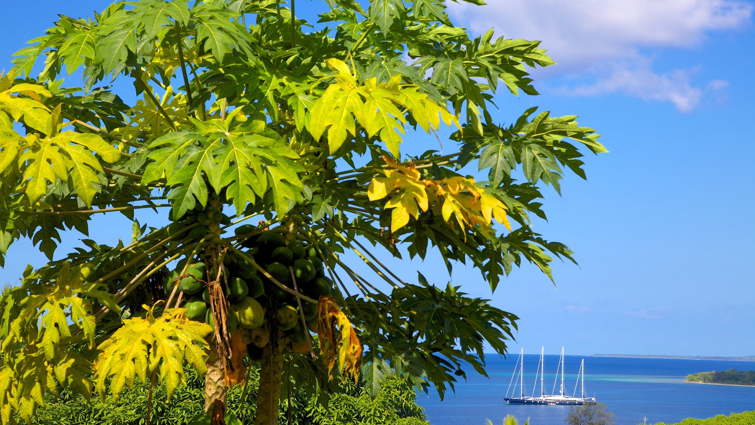 Port Vila, VU Vacation Rentals: villa rentals & more | Vrbo 