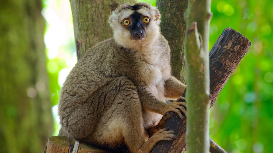 Zoo de Singapour qui includes animaux de zoo et animaux