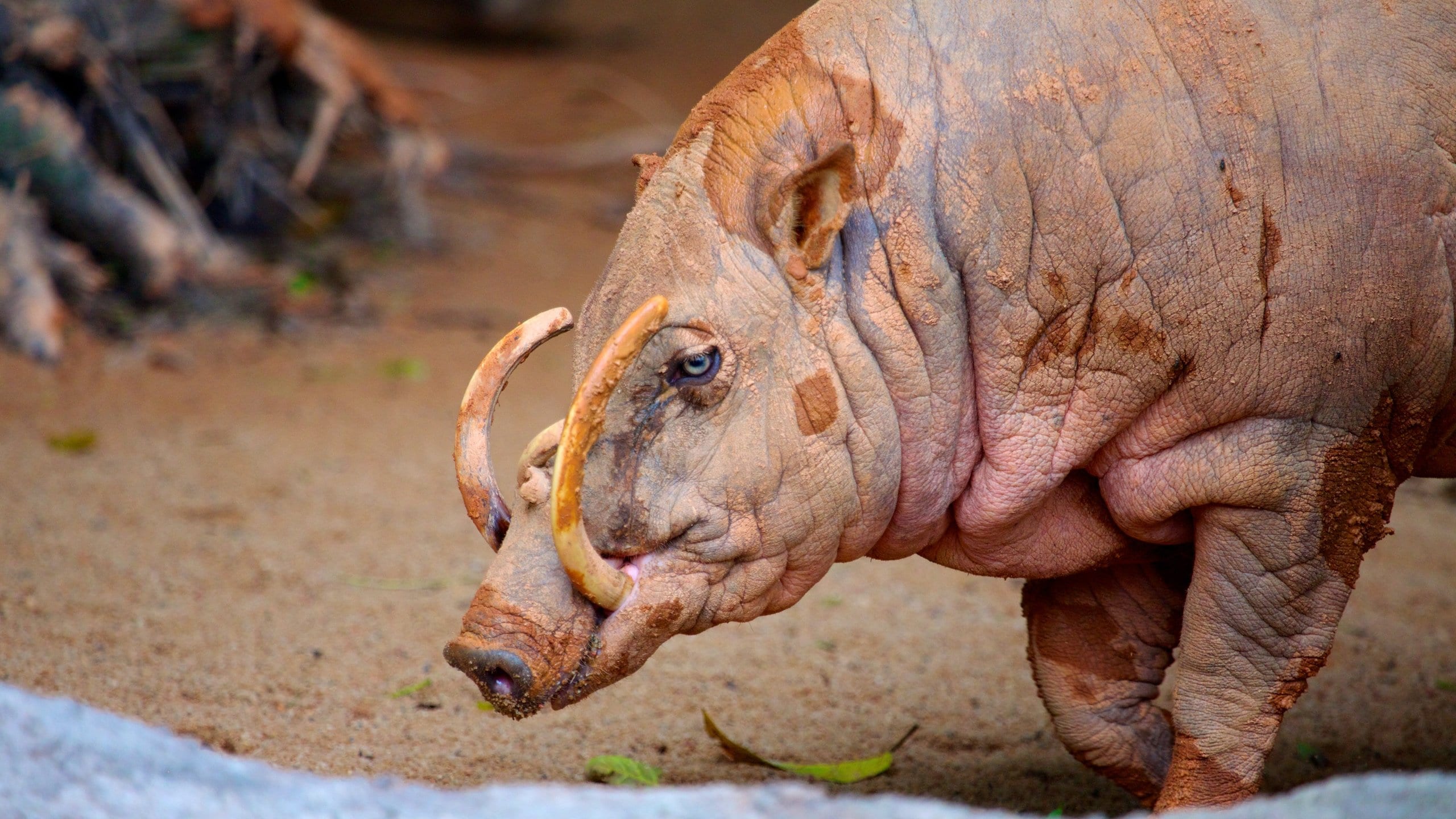Zoo de Singapour mettant en vedette animaux de zoo et animaux
