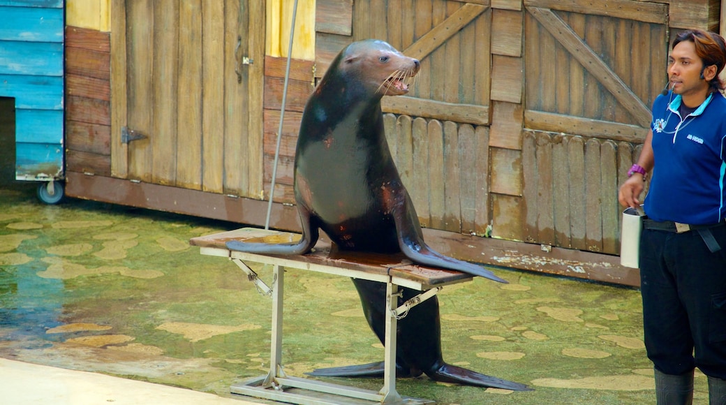 Singapore Zoo featuring zoo animals and marine life as well as an individual male