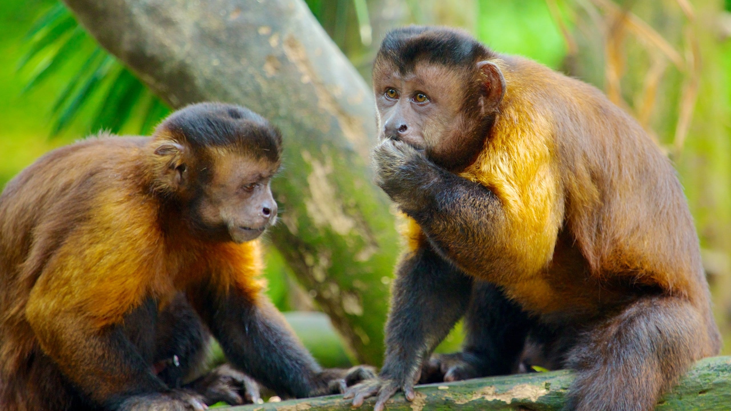 Zoo de Singapour mettant en vedette animaux de zoo et animaux
