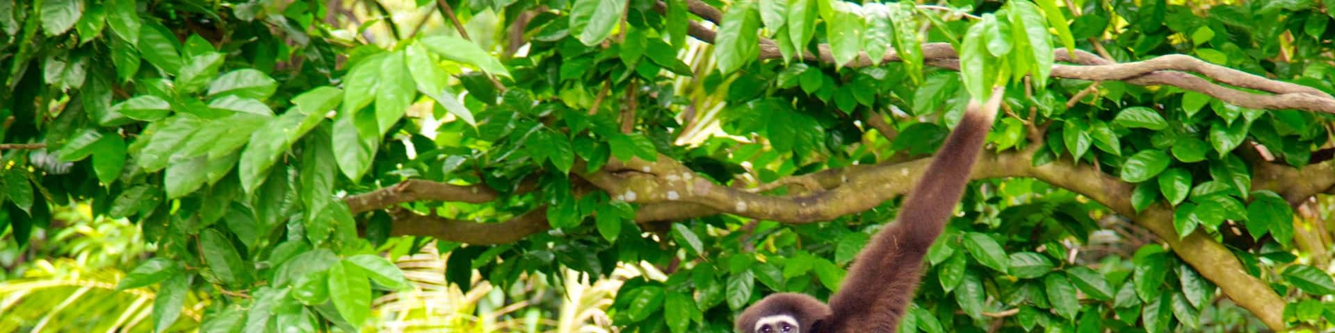 Singapore Zoo featuring zoo animals and animals