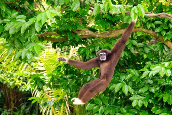 Singapore Zoo featuring animals and zoo animals