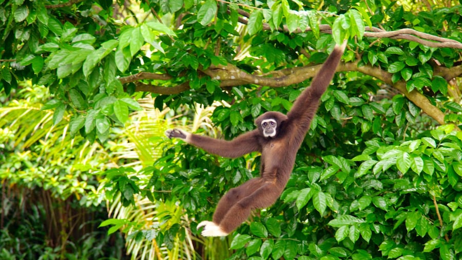 Singapore Zoological Gardens