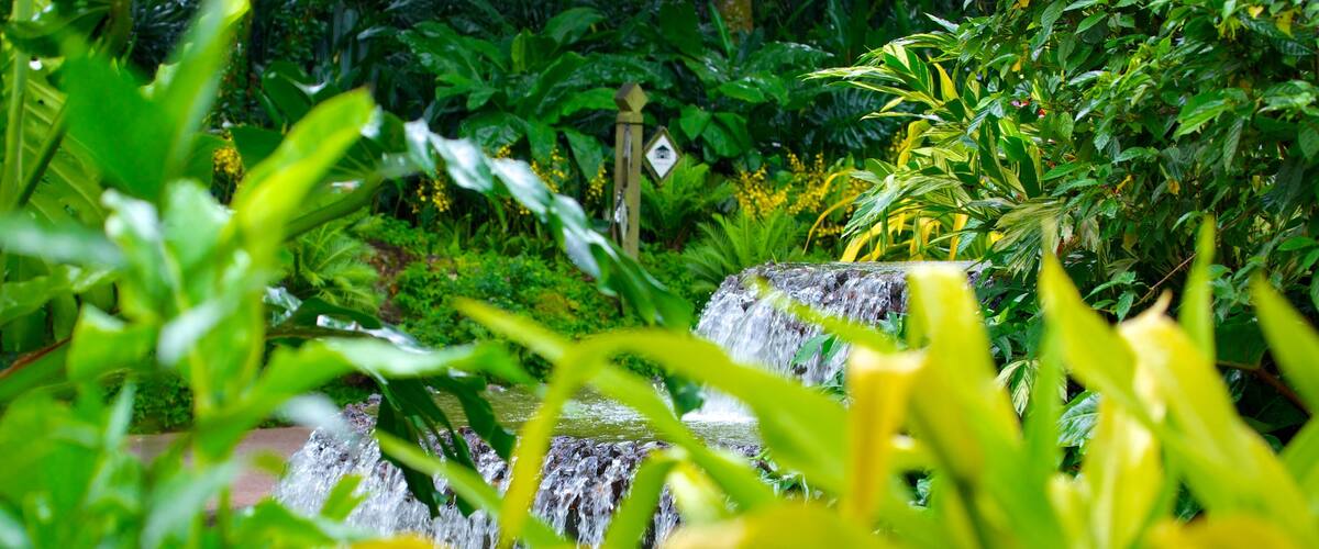 National Orchid Garden featuring a pond