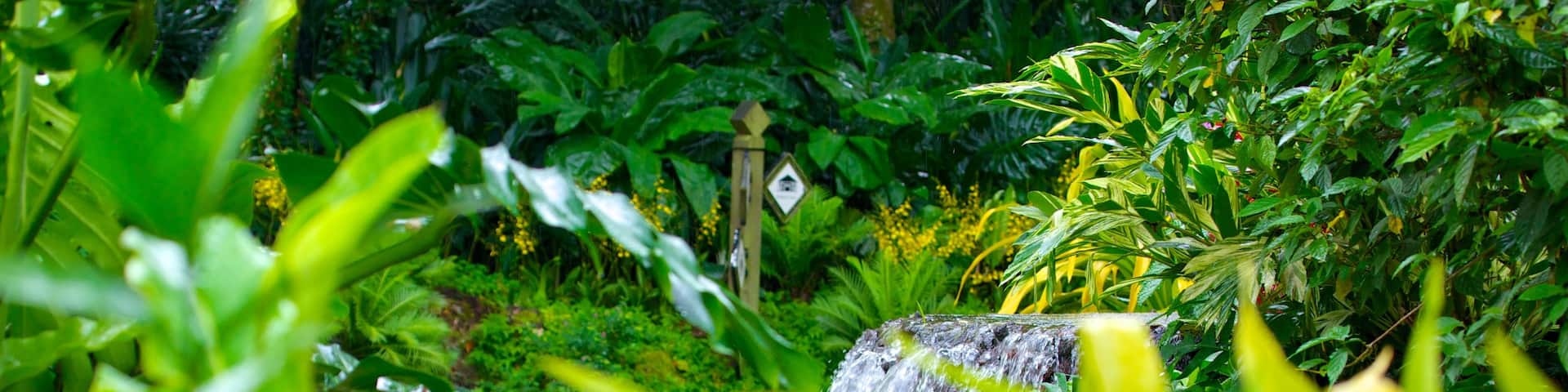 National Orchid Garden which includes a pond